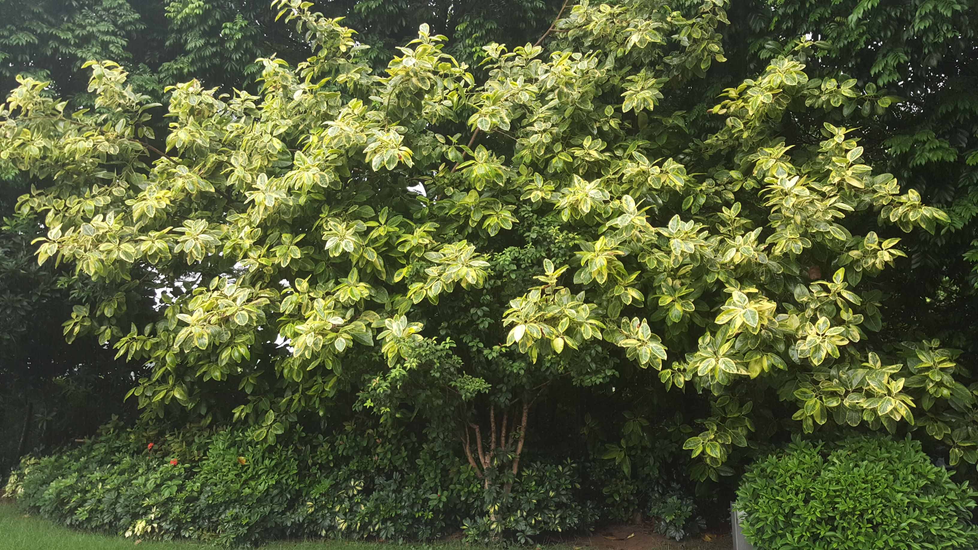 新栽植的綠化苗木出現(xiàn)落葉的情況怎么辦？