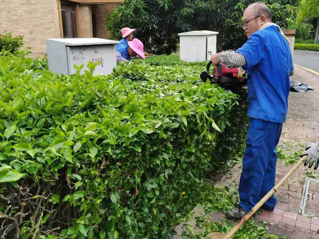 深圳觀湖園冬季小區(qū)綠化養(yǎng)護(hù)工作
