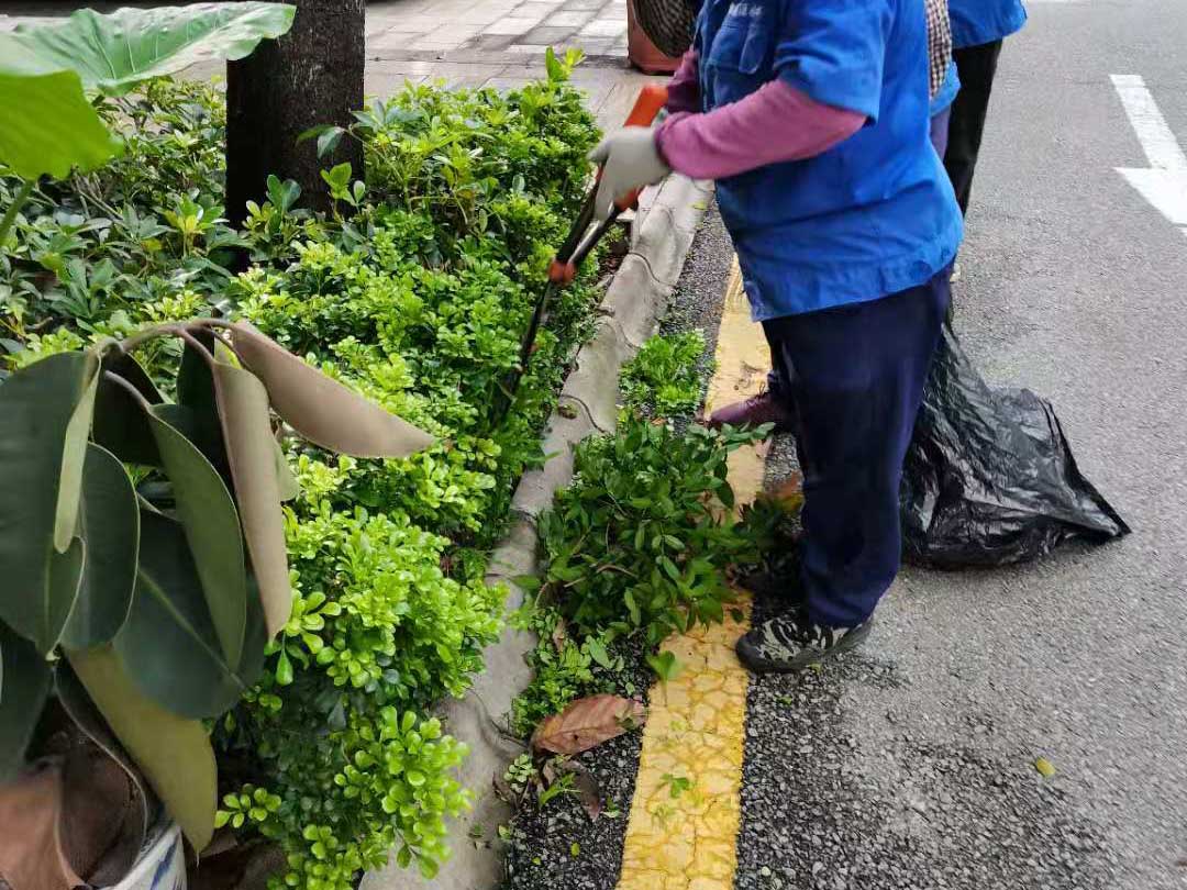 園林綠化養(yǎng)護的修剪