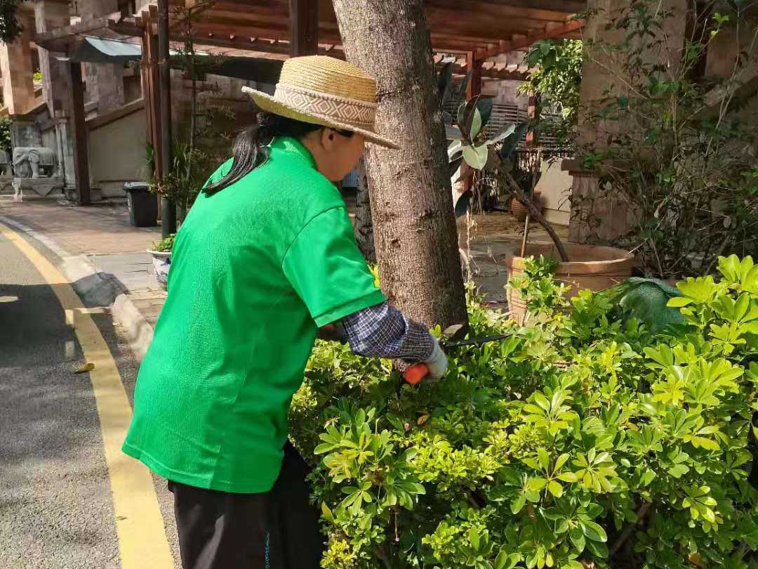 綠化養(yǎng)護修剪