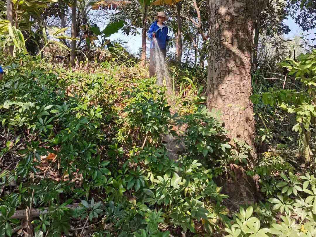 工廠綠化養(yǎng)護澆水