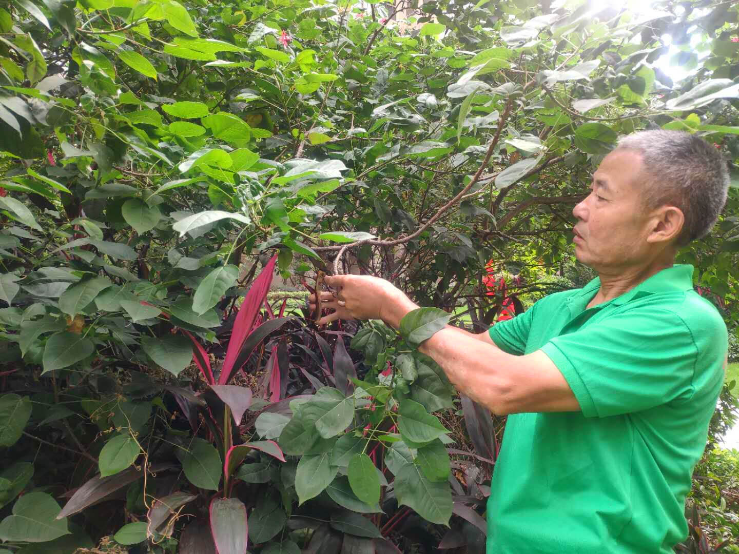 小區(qū)綠化養(yǎng)護(hù)修剪