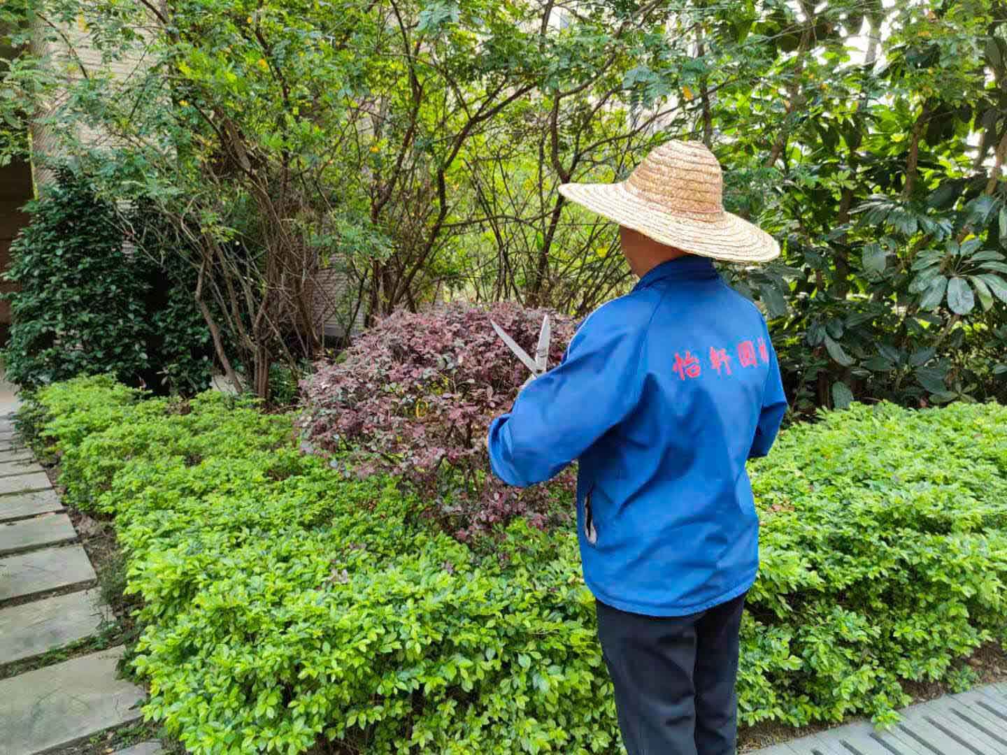 綠化養(yǎng)護修剪
