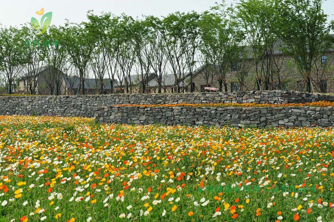 宿遷三臺(tái)山森林公園衲田花海景觀設(shè)計(jì)效果圖