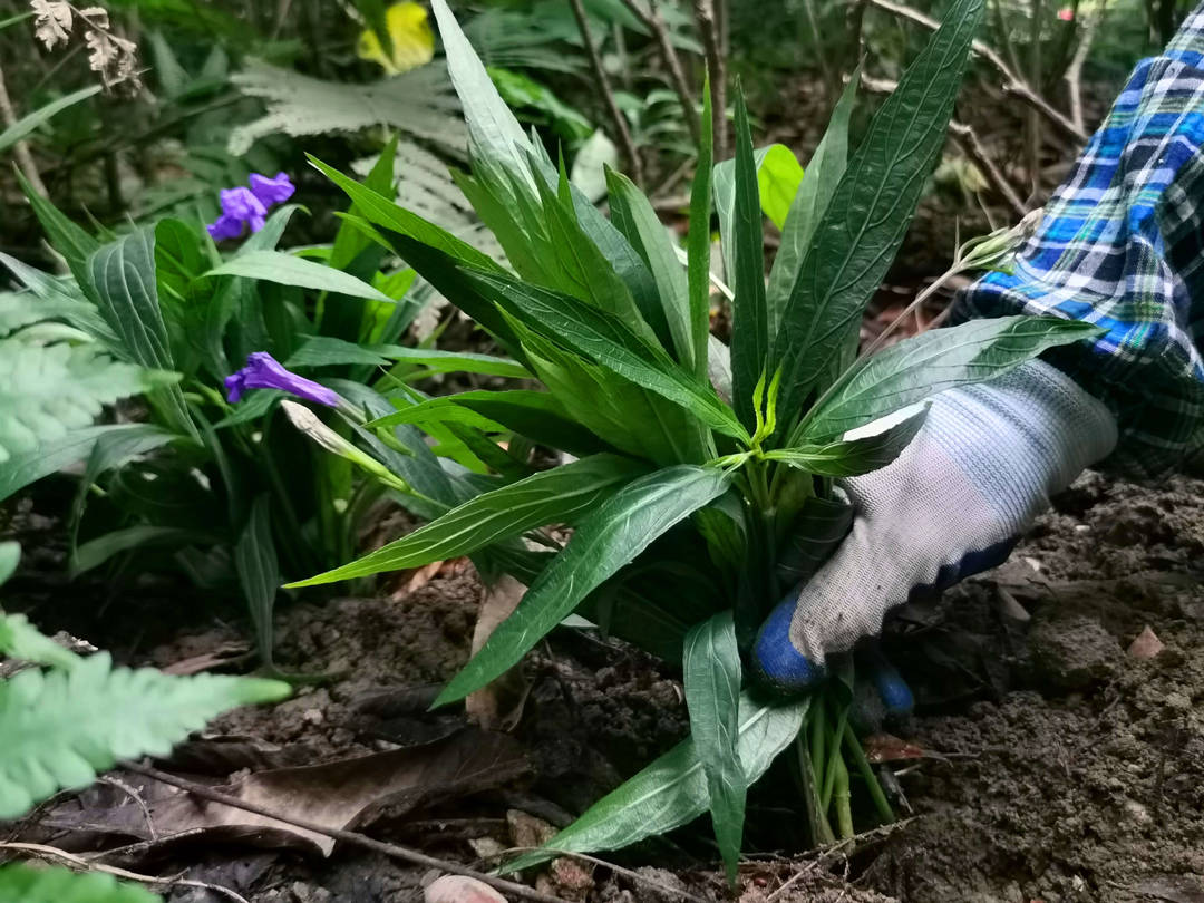 綠化養(yǎng)護除草