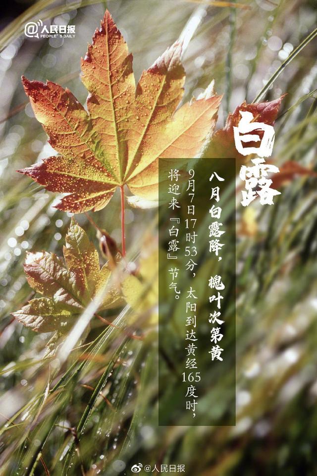 園林綠化公司：露從今夜白，夜自此日涼；今日白露！