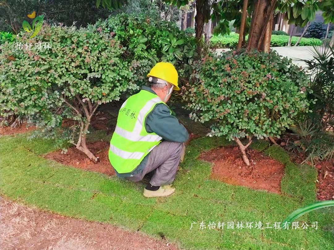 廣州雪域?yàn)懲バ^(qū)綠化養(yǎng)護(hù)工作現(xiàn)場(chǎng)圖