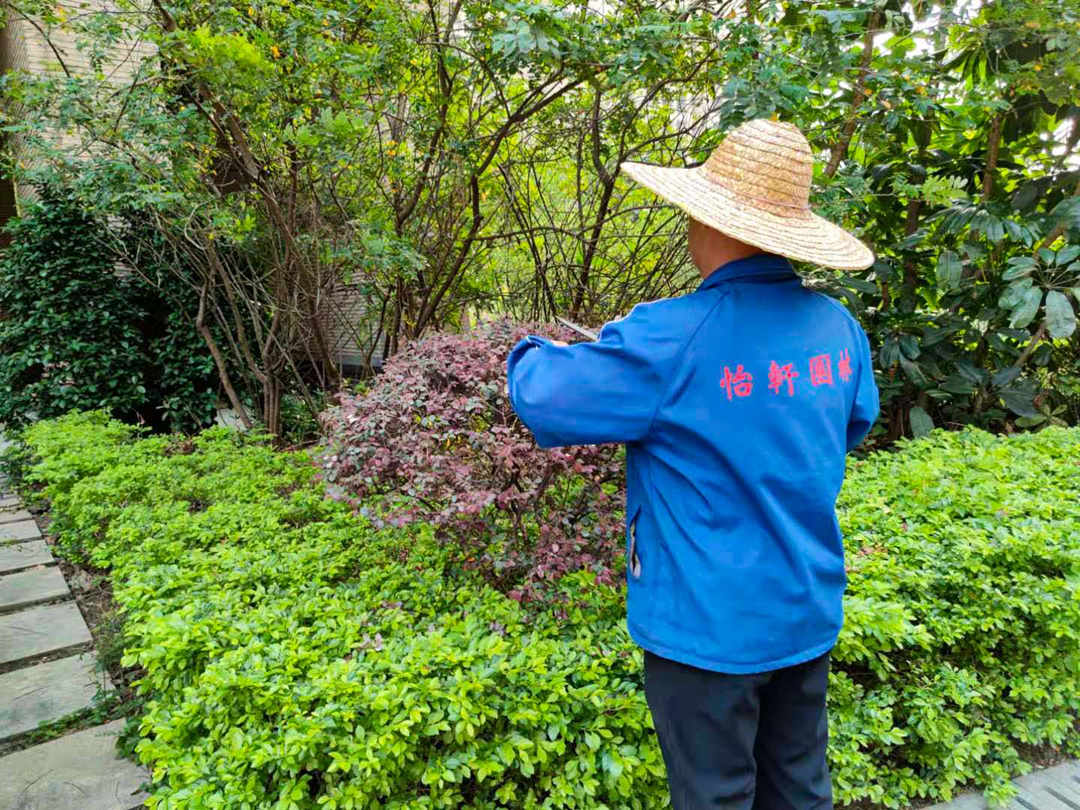 園林綠化養(yǎng)護灌木修剪