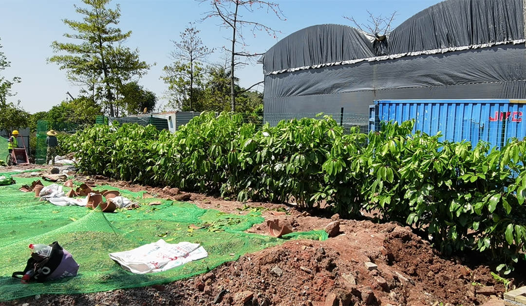 雄橋會所園林綠化工程外圍大葉傘種植完成