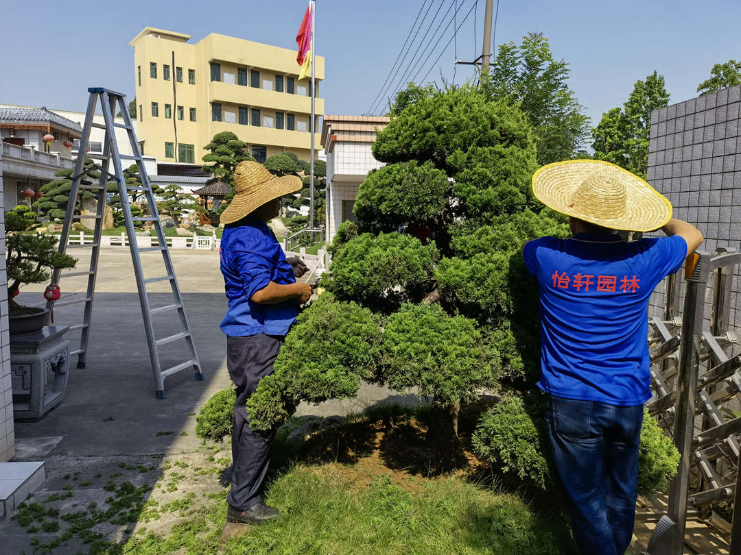 五月份園林綠化養(yǎng)護花灌木的造型修剪