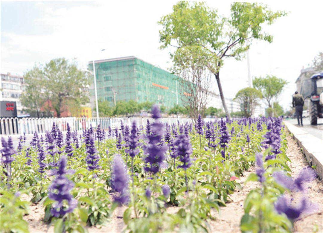 吉林省延吉市：積極加快推進城市園林綠化提升工程，迎接延邊建州70周年！