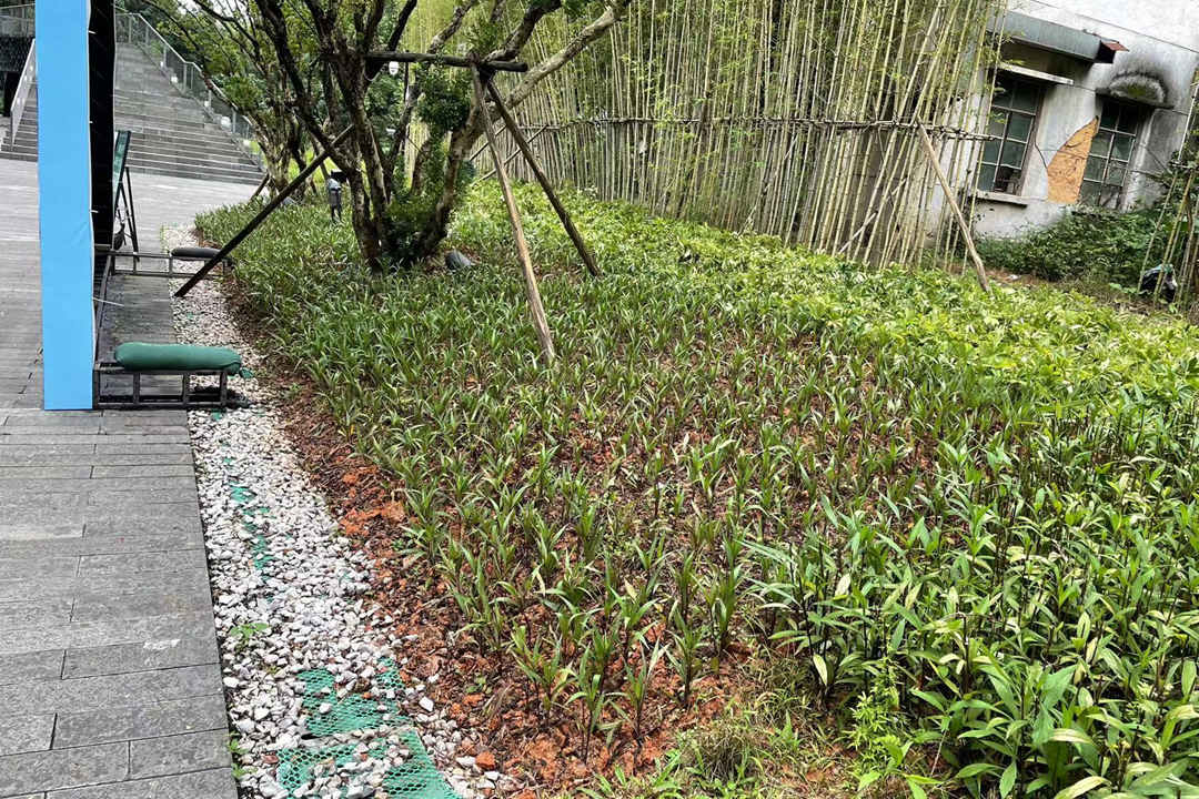 春季綠化養(yǎng)護(hù)植物補(bǔ)植