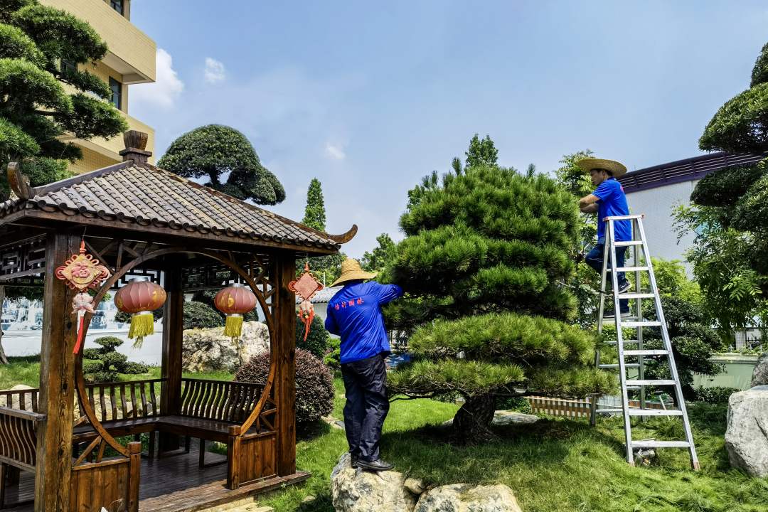 園林綠化養(yǎng)護(hù)修剪整形