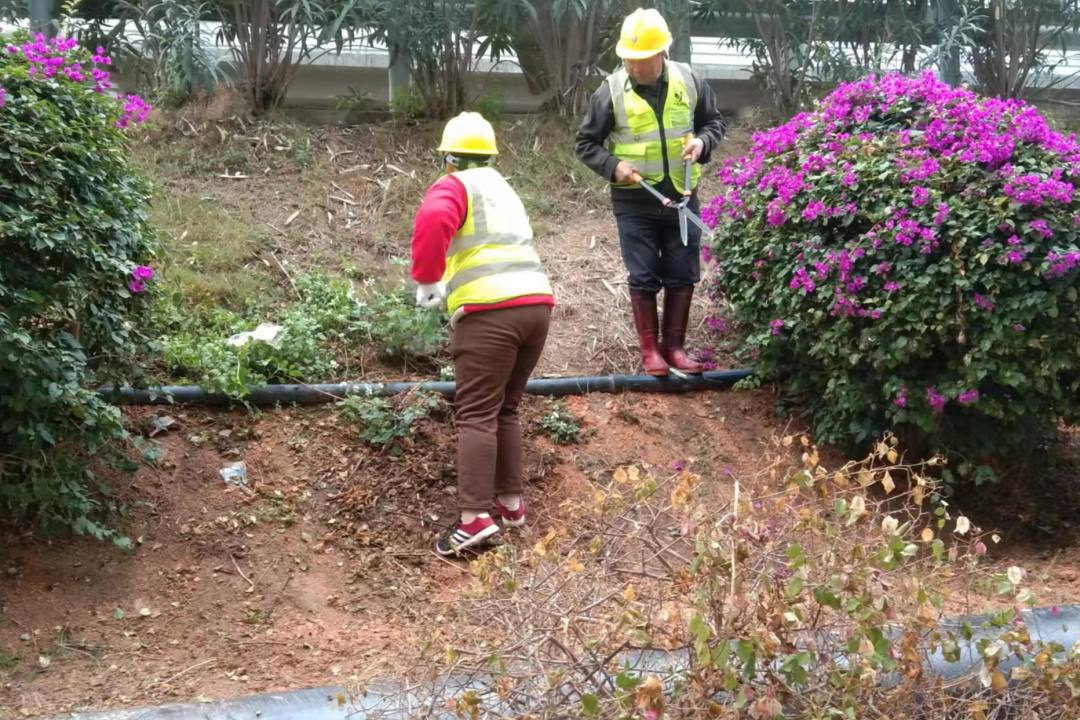 惠州綠色動力園區(qū)綠化養(yǎng)護清理修剪