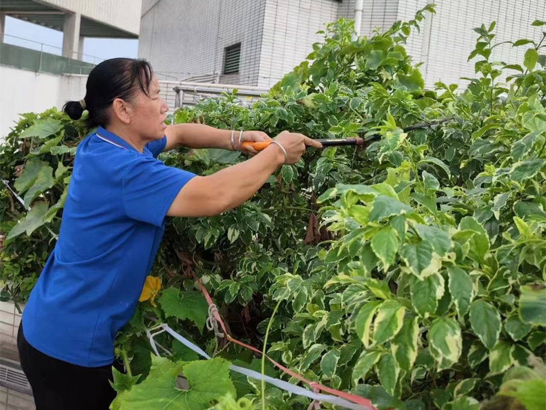 綠化養(yǎng)護(hù)修剪