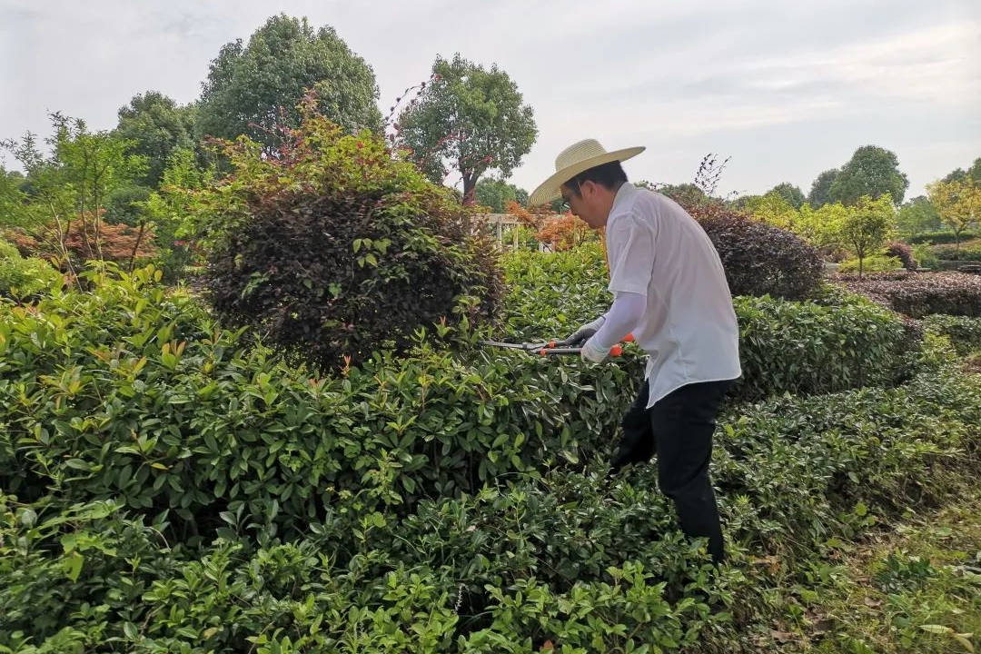 大暑園林綠化養(yǎng)護修剪