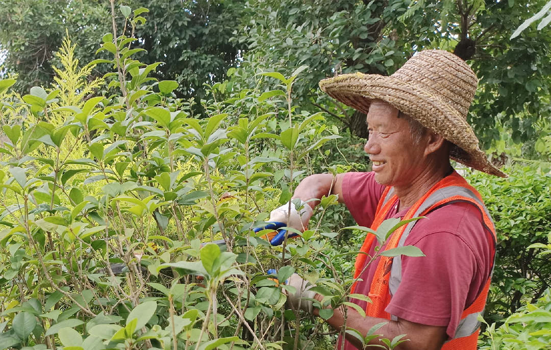 深秋綠化養(yǎng)護(hù)修剪