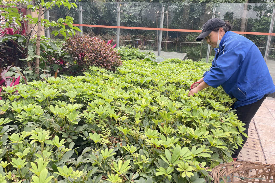 小區(qū)綠化養(yǎng)護(hù)修剪