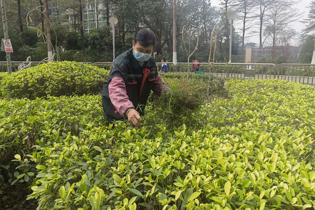 小區(qū)綠化養(yǎng)護清理枯枝