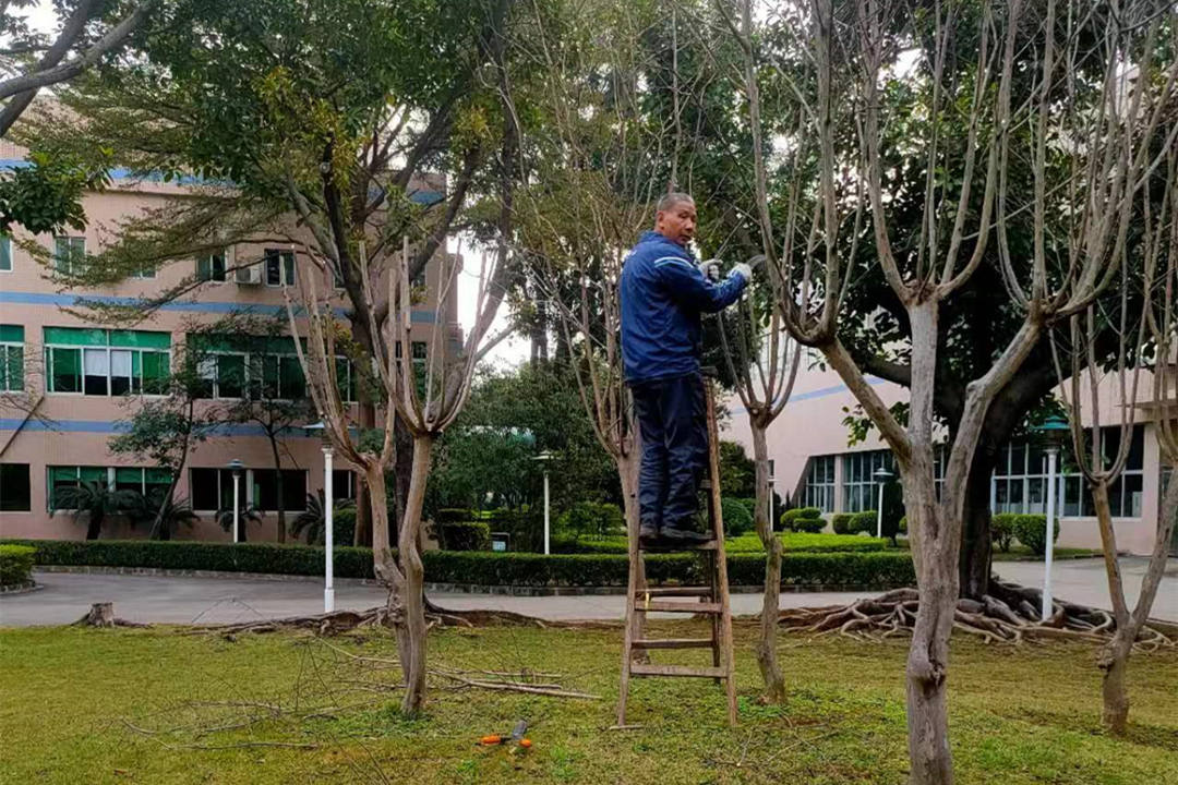 廠區(qū)綠化養(yǎng)護清理枯枝